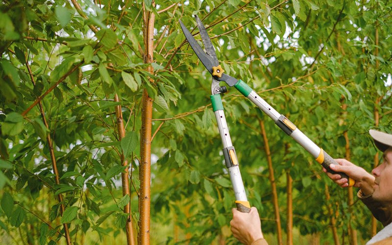 Tree trimming in Grand Coulee, WA