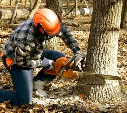 Tree Removal in Grand Coulee, WA